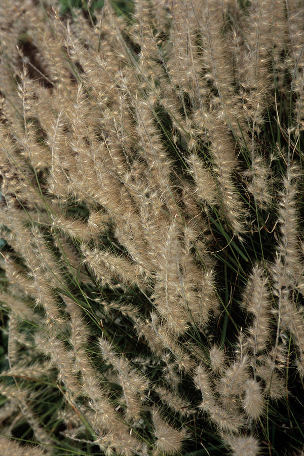 Oriental Fountain Grass Photograph by Adrian Thomas/science Photo Library