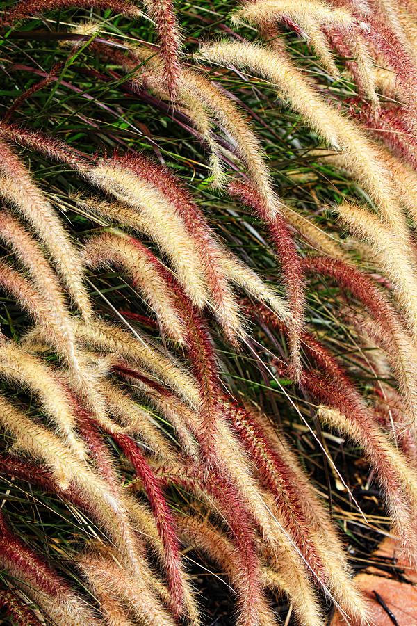 Oriental Fountain Grass Photograph by Linda Phelps | Fine Art America