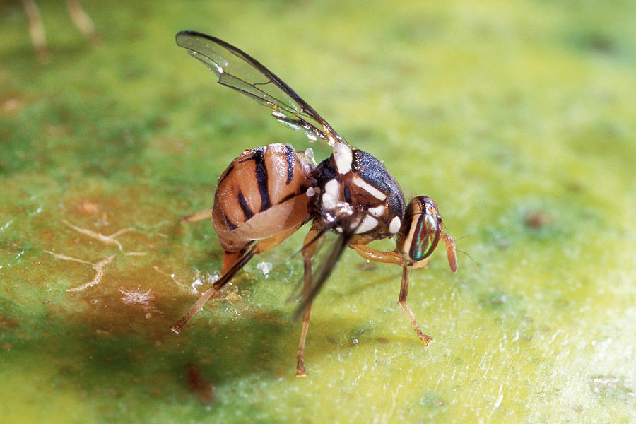 Oriental Fruit Fly Laying Its Eggs Photograph by Scott Bauer/us