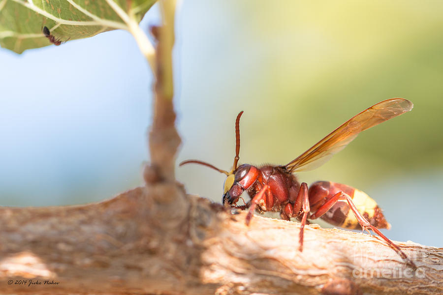 Oriental hornet  Photograph by Jivko Nakev