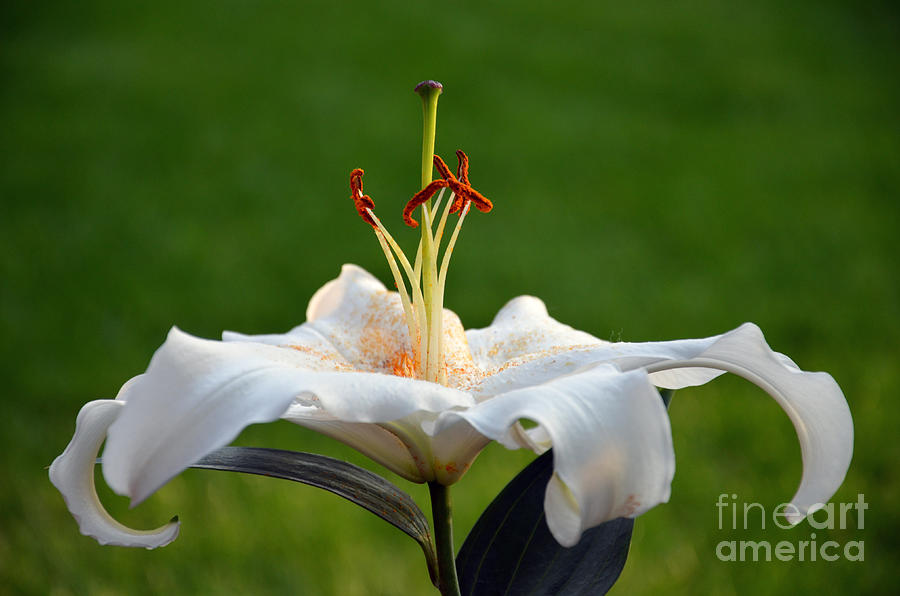 Oriental Hybrid Lily Photograph