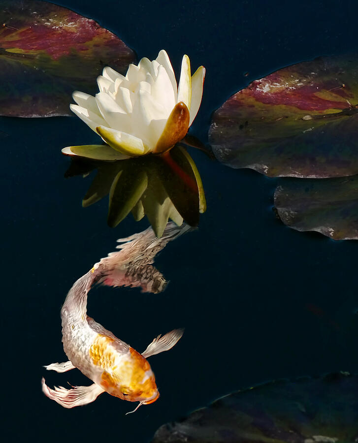 Oriental Koi Fish and Water Lily Flower Photograph by Jennie Marie Schell