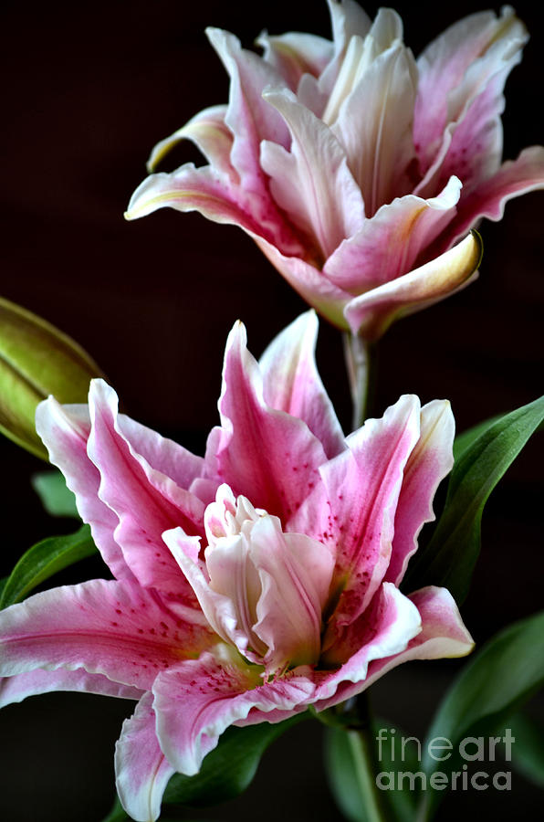 Oriental Lily Photograph by Deb Halloran