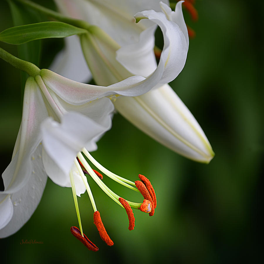 Lily Photograph - Oriental Lily in White by Julie Palencia