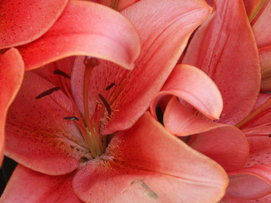 Oriental Lily Manhattan Photograph by Bonnie Sue Rauch