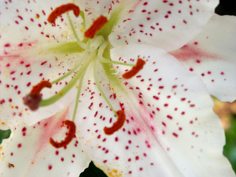Oriental Lily Muscadet Photograph by Bonnie Sue Rauch