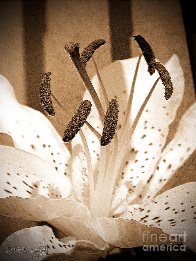 Oriental Lily named Muskadet Photograph by J McCombie
