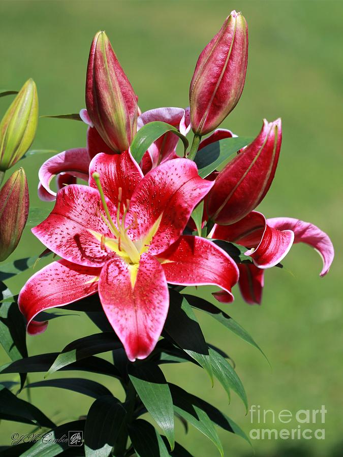 Oriental Lily named Sixth Sense Photograph by J McCombie - Pixels