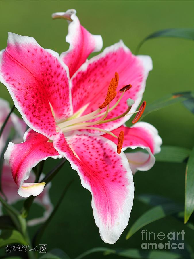 Oriental Lily named Starfighter Photograph by J McCombie