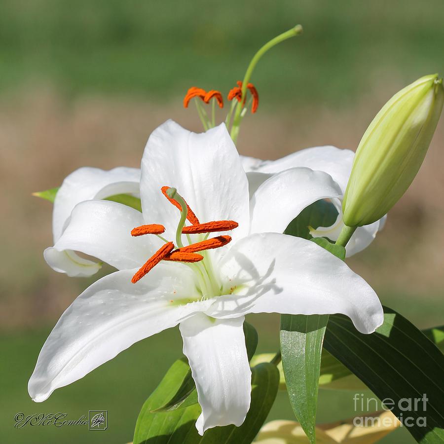 Oriental Lily named White Express Photograph by J McCombie