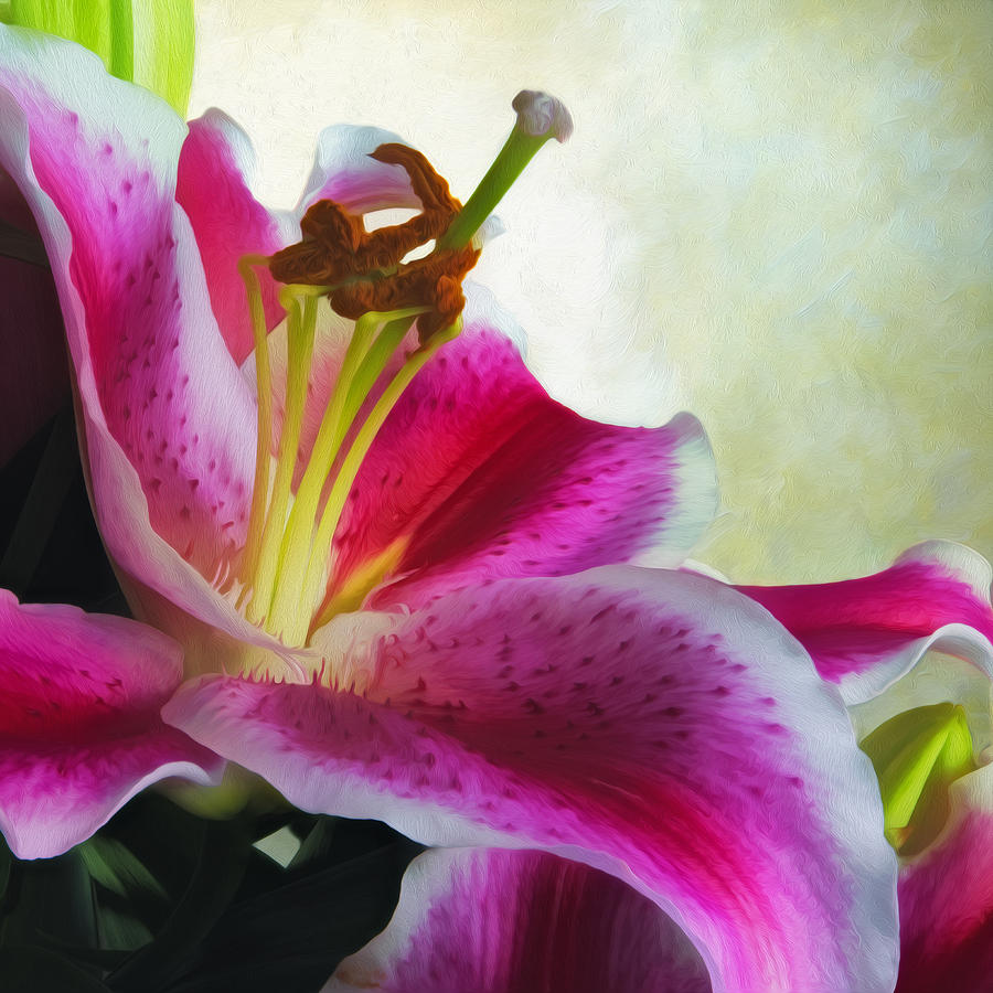 Oriental Lily Painted Version II Photograph by Colin Murdison - Fine ...