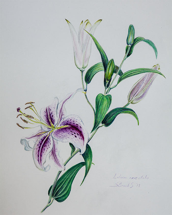 Oriental Lily Painting by Sandy Brooks - Fine Art America