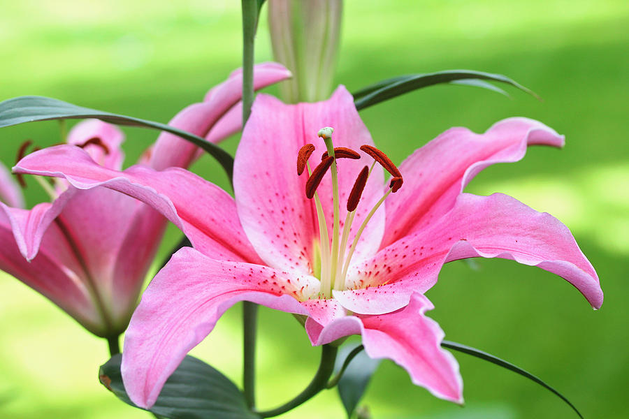Oriental Lily Photograph by Trina  Ansel