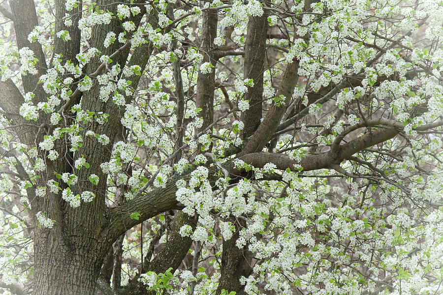 Oriental Pear Tree Photograph by Bonnie Willis