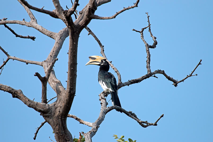 Hornbill Photograph - Oriental Pied Hornbill by S S Cheema