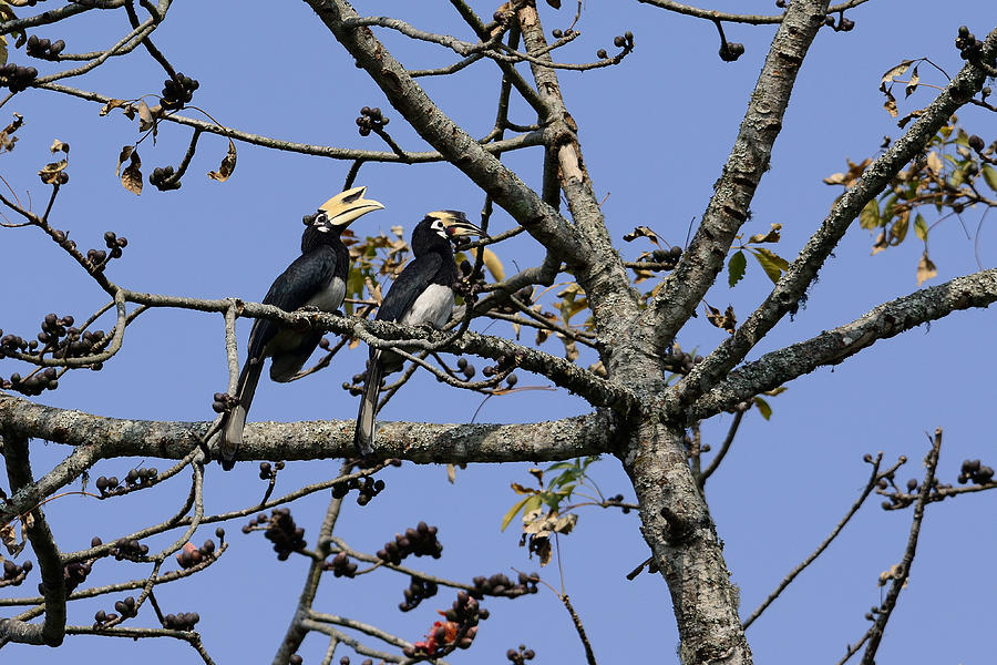Oriental Pied Hornbills Photograph by Fotosas Photography