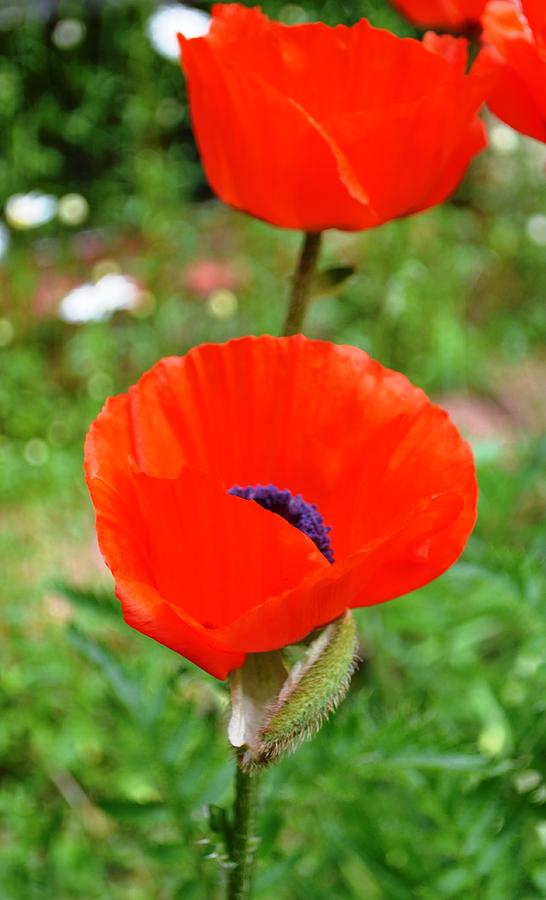 Oriental Poppies in Bloom Photograph by Nina-Rosa Dudy