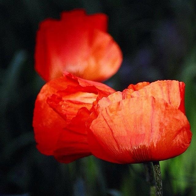 Oriental Poppies Photograph by Martha Perry Morrissette