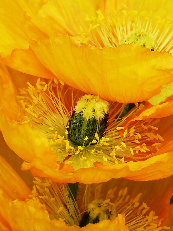 Oriental Poppies  Photograph by Pamela Patch