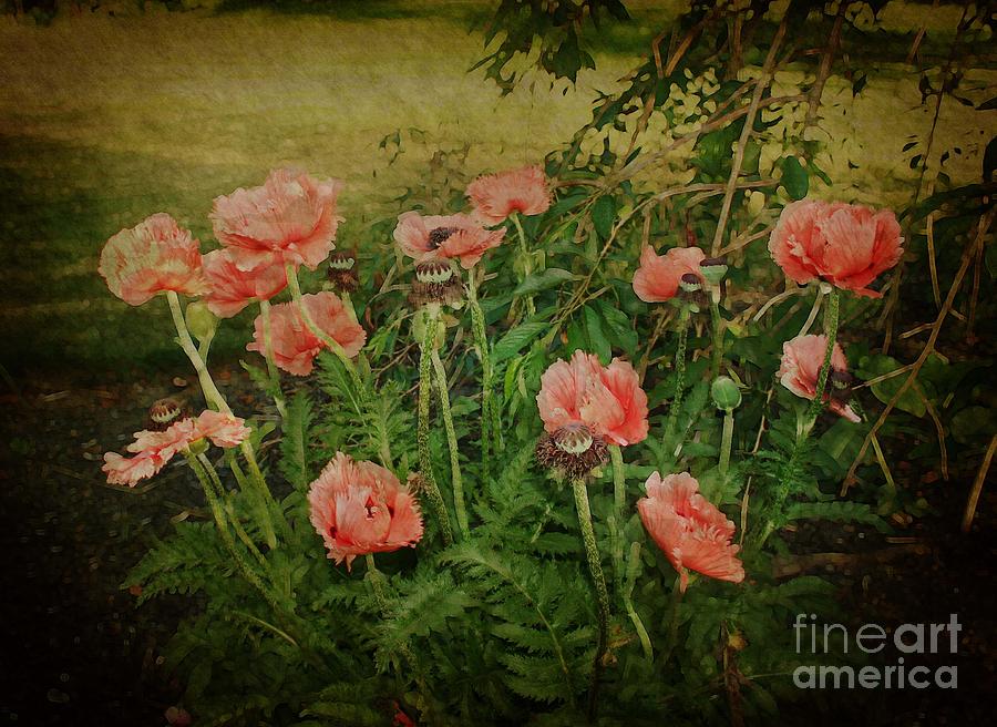 Oriental Poppies Photograph by Rosemary Aubut