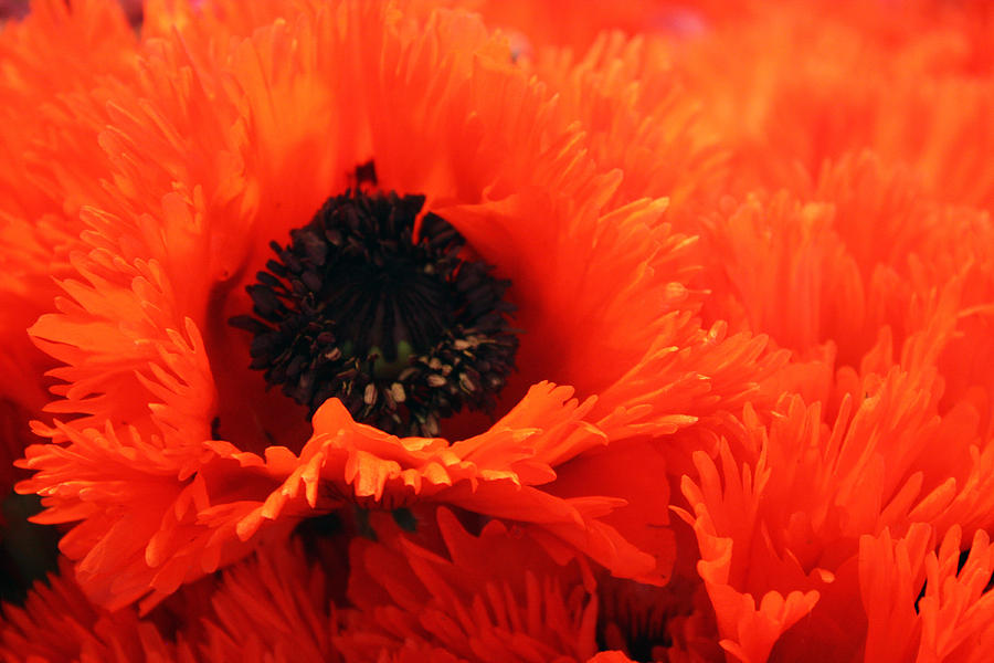 Oriental Poppy Photograph by Gerry Bates