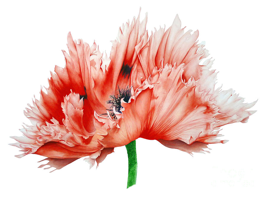 Oriental Poppy Painting by Marie Burke