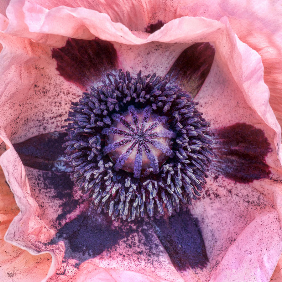 Oriental Poppy Photograph by Nikolyn McDonald