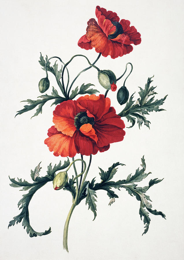 Flower Photograph - Oriental Poppy (papaver Orientale) by Natural History Museum, London/science Photo Library