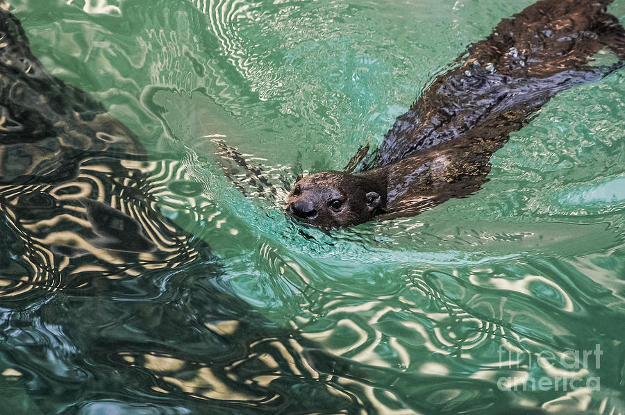African Spotted-necked Otter Photograph by Al Andersen