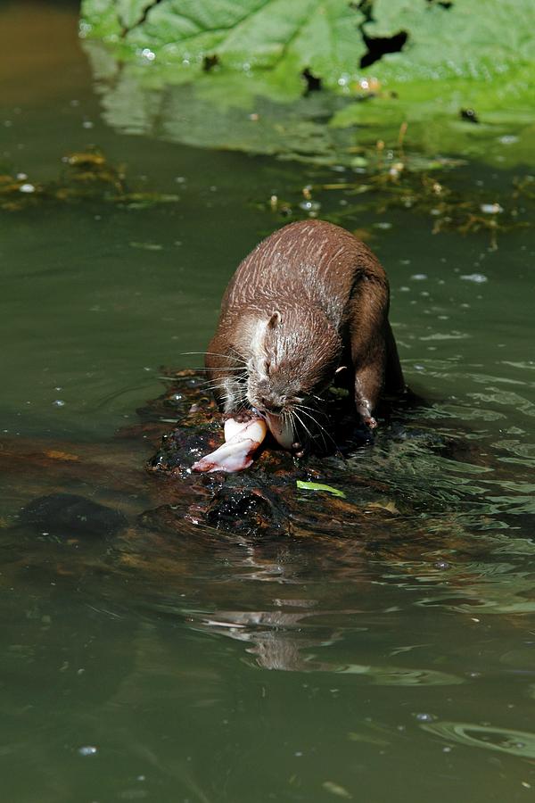 Nature Photograph - Oriental Small-clawed Otter Feeding by Chris B Stock/science Photo Library