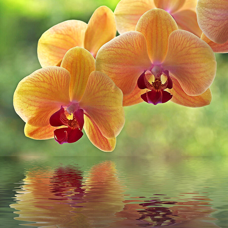 Orchid Photograph - Oriental Spa - Square by Gill Billington