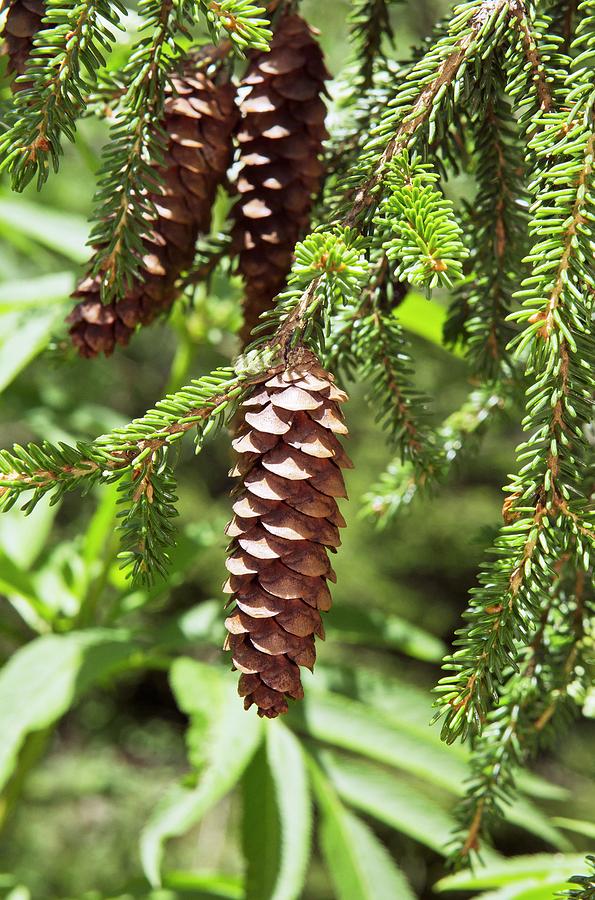 Oriental Spruce (picea Orientalis) Cones Photograph by Bob Gibbons ...