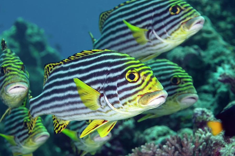Oriental Sweetlips Photograph by Scubazoo/science Photo Library