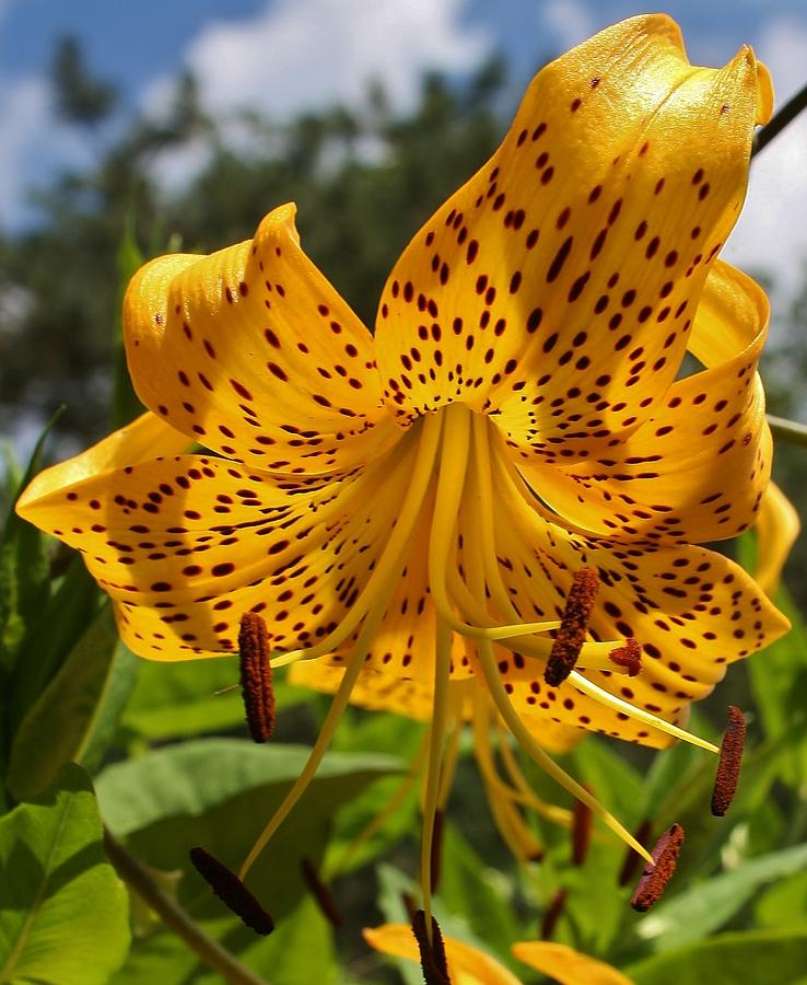 Nature Photograph - Oriental Tiger Lily by Bruce Bley