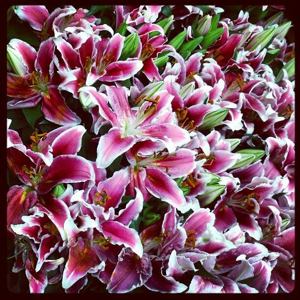#oriental_lillies They Smell So Good! Photograph by Melissa Eve