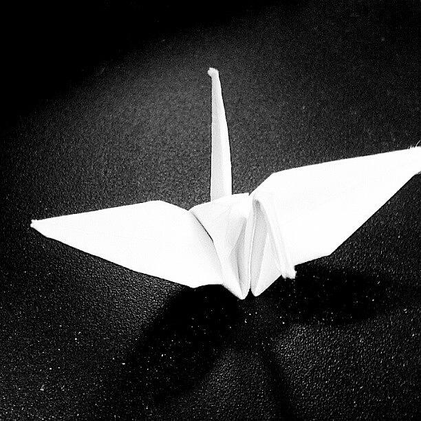 Origami. Thanks Again For My Bird Photograph by Geoff Rogers