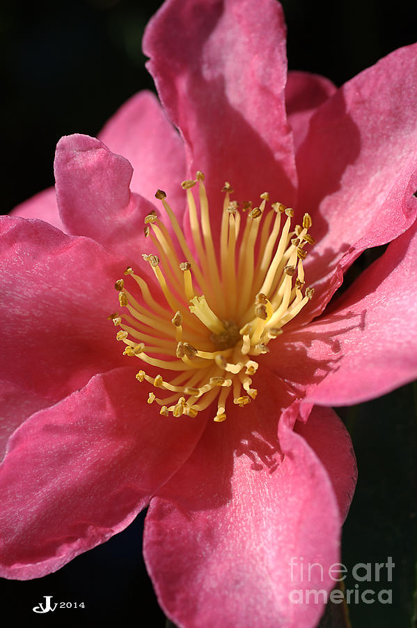 Original Beauty Of Camellia Photograph by Joy Watson