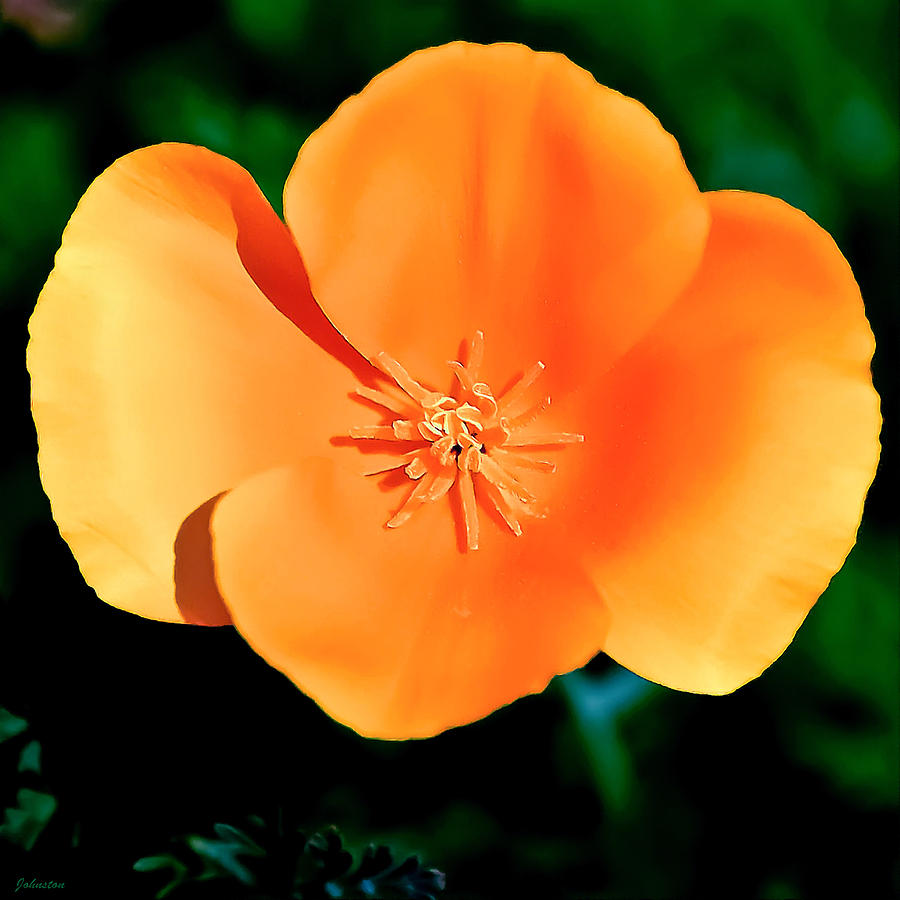 Flower Painting - Original Digital Painting of The California poppy by Bob and Nadine Johnston