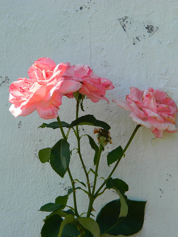 Original Imperfect Rose Photograph by Kathy Barney
