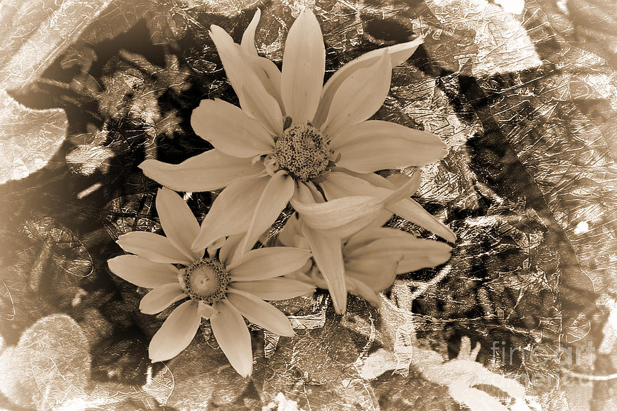 Daisy Photograph - Monochrome Classic by Beverly Guilliams