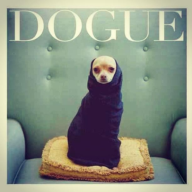 Chihuahua Photograph - #original #vogue #dogue #loveanimals by Stephanie  Ochoa 
