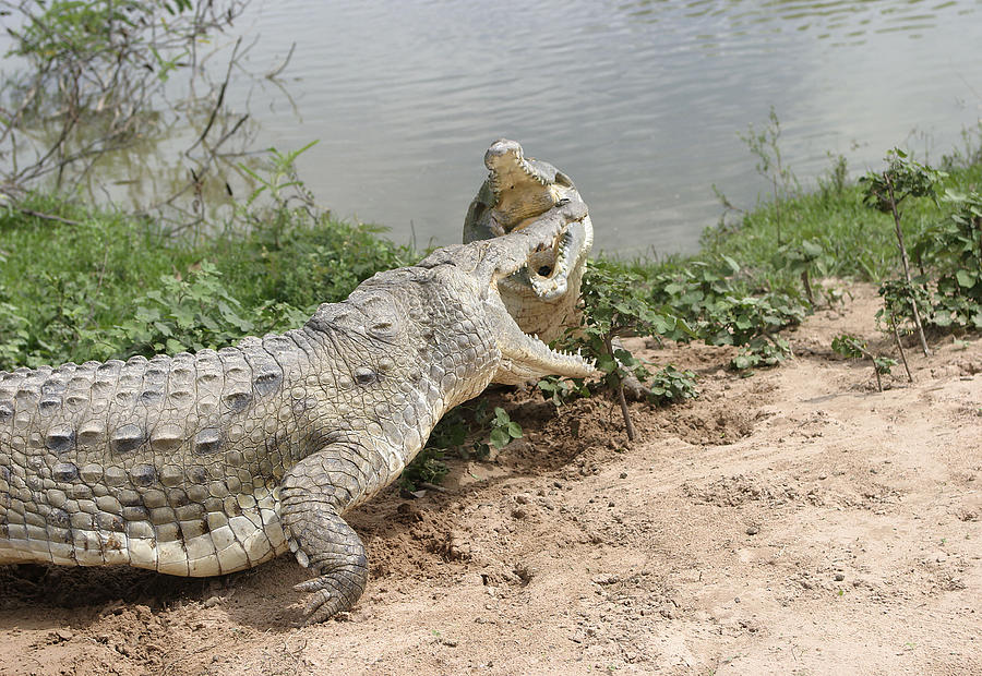 Orinoco Crocodile Fight Photograph by M. Watson