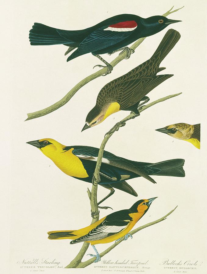 John James Audubon Photograph - Oriole And Blackbirds by Natural History Museum, London/science Photo Library