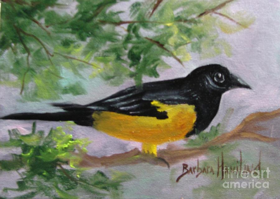 Oriole Bird Painting by Barbara Haviland