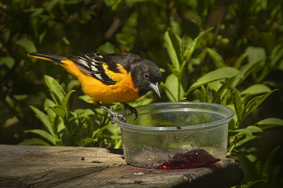 Oriole Feeding Photograph by Randall Nyhof