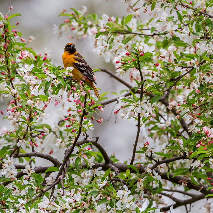 Baltimore Orioles Photograph - Oriole In Crabapple Tree Square by Bill Wakeley