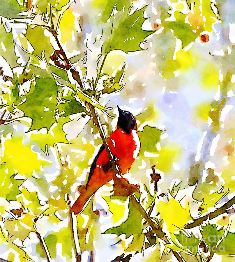Oriole In The Leaves Photograph by Kerri Farley