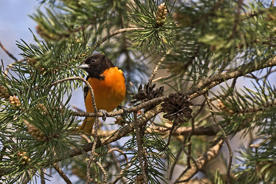 Oriole in the Pines Photograph by Theo OConnor