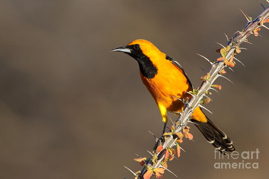 Oriole on ocotillo Photograph by Bryan Keil