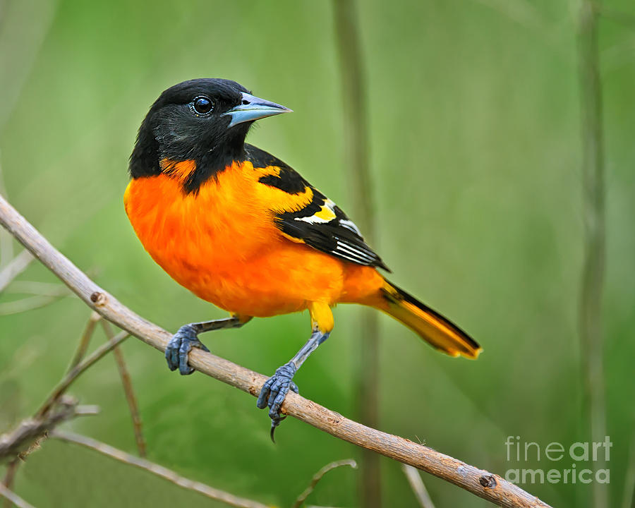 Baltimore Oriole Perched Photograph by Timothy Flanigan